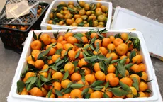 Quảng Ninh: Thu giữ 2,8 tấn thực phẩm không rõ nguồn gốc