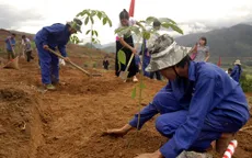 Miễn tiền thuê đất trồng cao su tái canh