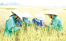 Doanh nhân Trần Mạnh Báo và niềm đam mê với cây lúa (15h35, VTV1)