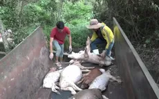 Bình Phước yêu cầu DN xử lý hậu quả vứt lợn chết ra môi trường