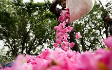 Ngất ngây vẻ đẹp mùa hoa hồng nở rộ ở Iran