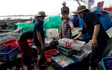 Ngư dân Quảng Trị được mùa cá cơm