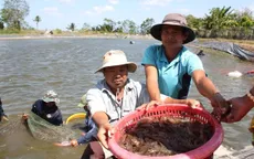Cà Mau quy hoạch lại vùng sản xuất tôm nguyên liệu
