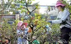Nam Trung Bộ mất trắng vùng mai Tết