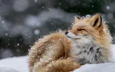 Tròn mắt ảnh thiên nhiên ấn tượng của National Geographic năm 2016