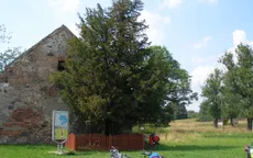 Ba Lan: Mặc “áo khoác” cho thân cây thủy tùng 1.300 năm tuổi