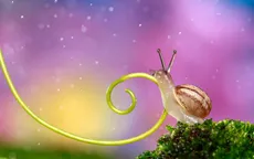Sống động thế giới tí hon đầy màu sắc
