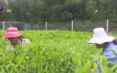 Làng thanh niên lập nghiệp A Lưới mòn mỏi chờ cấp đất sản xuất
