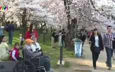 Hoa anh đào nở sớm ở Washington DC, Mỹ