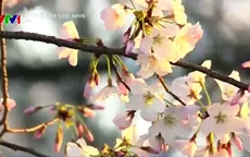 Chiêm ngưỡng hoa anh đào khoe sắc tại Washington DC