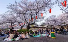 Lễ hội ngắm hoa anh đào Hanami tại Hà Nội