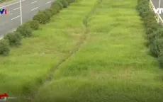 700 tỉ đồng để cắt cỏ cho toàn Hà Nội là đắt hay rẻ?