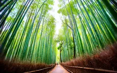 Ngất ngây với những điểm chụp ảnh đẹp nhất Nhật Bản