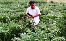 Gần nửa triệu đồng một kg bông atiso, chợ không dám bán