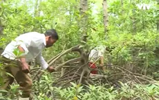 Người dân Sóc Trăng mưu sinh dưới tán rừng, bảo vệ đê biển