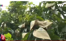Nông dân lỗ nặng vì tin đồn túi bao xoài nhiễm hóa chất độc