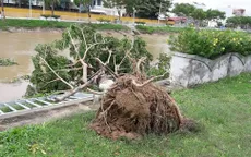 TT-Huế, Đà Nẵng: Khắc phục cây xanh ngã đổ do bão số 4