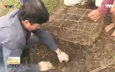 Săn chuột đồng mùa nước nổi miền Tây