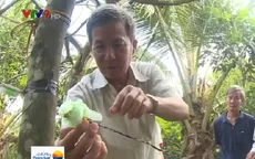 Bắt trộm bằng ti vi được nhiều nhà vườn tỉnh Hậu Giang áp dụng