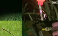 Hải Phòng nghiêm cấm bẫy chuột bằng điện