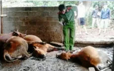 Điều tra nguyên nhân bò chết bất thường ở Đăk Lăk