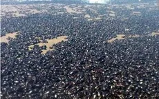 Hàng triệu con bọ hung phủ đen bờ biển Argentina