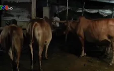 Bắt quả tang vụ bơm nước vào bò trước khi giết mổ