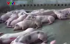 Khánh Hòa sẽ di dời 78 cơ sở sản xuất gây ô nhiễm