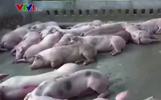 Phát hiện cơ sở bơm nước, tiêm thuốc an thần vào lợn tại Bình Dương