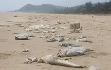 Chính phủ tập trung giải quyết sự cố thủy sản chết tại miền Trung