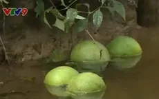 Vĩnh Long: Mưa dông gây thiệt hại nặng vùng chuyên canh bưởi Mỹ Hòa