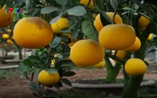 Bưởi tôm vàng Thượng Mỗ "cháy" hàng trước Tết