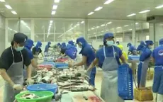 Không có chuyện thiếu hụt cá tra nguyên liệu