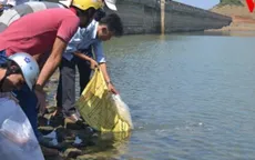 An Giang: Nhiều hộ trên sông Cái Vừng thử thả cá trở lại