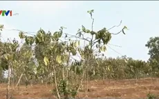Gia Lai: Hàng ngàn hecta cà phê khô cháy vì nắng hạn