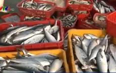 Đà Nẵng kiểm nghiệm cá trước khi đưa vào chợ