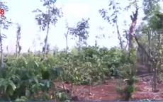 Mưa chuyển mùa cứu hạn cho Tây Nguyên
