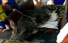 Hà Nội: Bất ngờ bắt được cá sấu dài 3m, nặng gần 1 tạ ở đầm nước