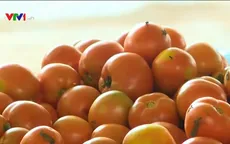 Mộc Châu hướng đến nông sản sạch
