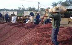 Doanh nghiệp thu mua cà phê đang gặp khó