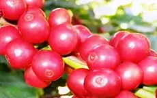 Việt Nam đứng thứ tư về tổng lượng tiêu thụ cà phê