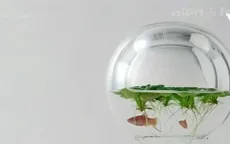 Waterscape – Bể cá trang trí bằng hình in 3D độc đáo