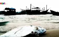 Thực hư chuyện cá chết hàng loạt ở bờ biển Cồn Vành, Thái Bình