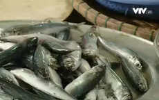 Hà Tĩnh đánh giá thiệt hại, hỗ trợ ngư dân sau sự cố môi trường
