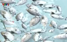 Đà Nẵng: Cá chết nổi trắng trên mặt hồ công viên 29/3