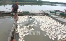 Cá lồng chết hàng loạt ở Phú Yên