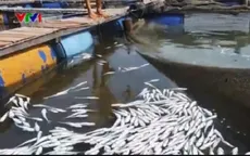 Bà Rịa - Vũng Tàu: Đưa ra khuyến cáo nuôi cá lồng bè trên sông Chà Và