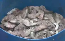 Hàng chục tấn cá chết hàng loạt ở Cẩm Phả, Quảng Ninh