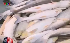 Hé lộ nguyên nhân cá chết trên sông Bưởi, Thanh Hóa