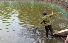 Thủ tướng yêu cầu xử lý vụ cá chết ở Hồ Tây